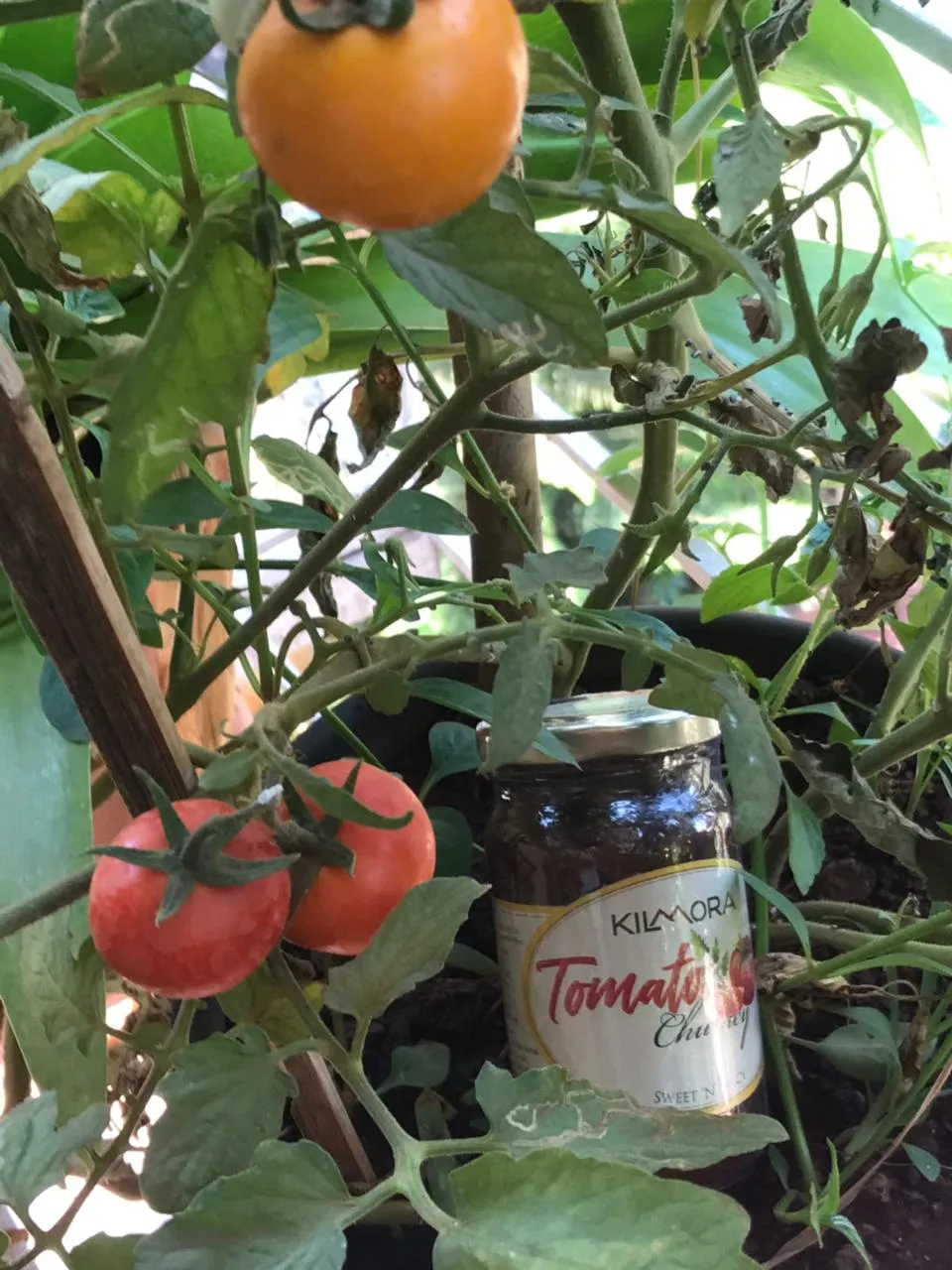 Tomato Chutney